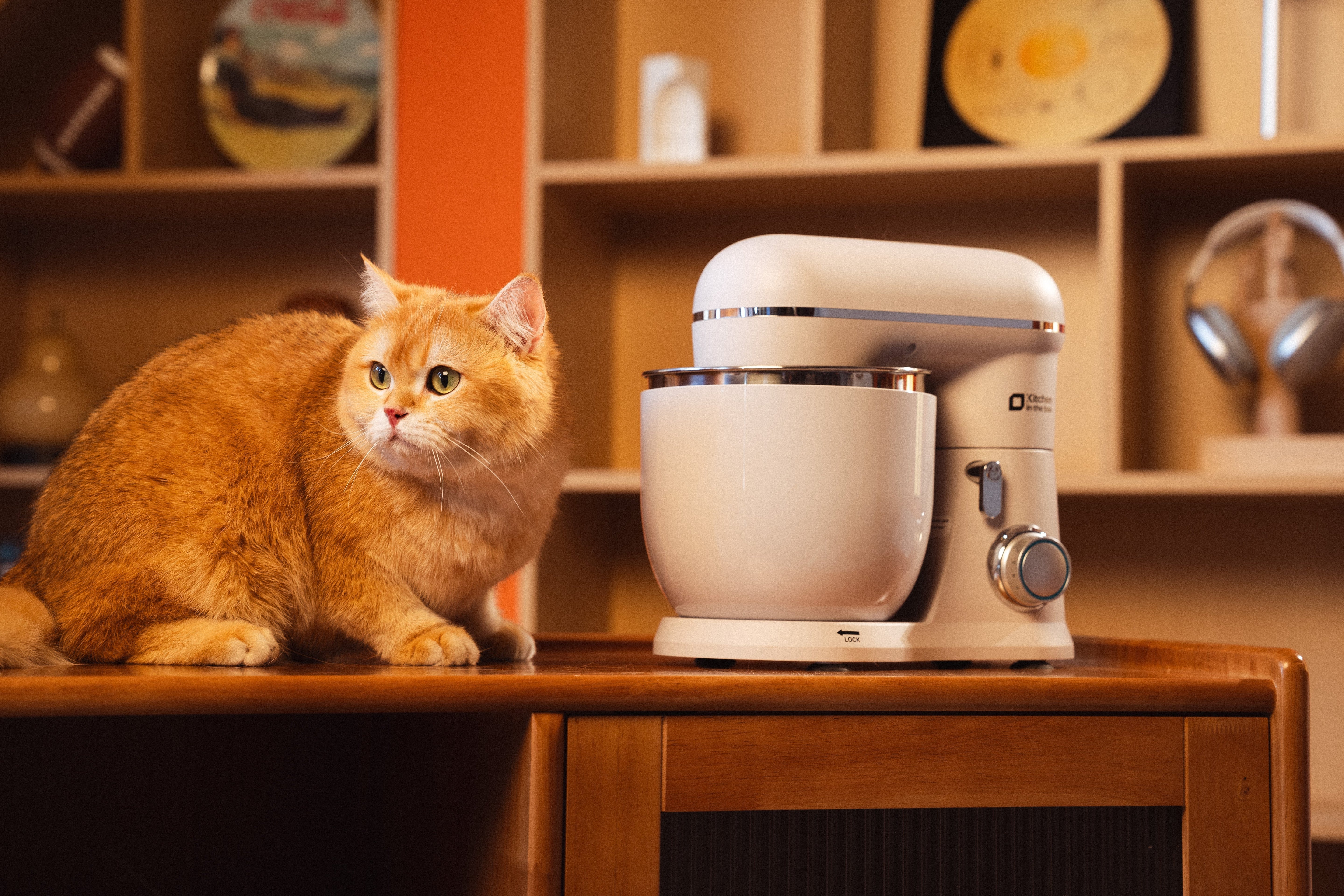 Meet Baozi, a little hunter in golden fur